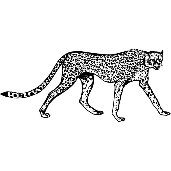 CHEETA02 Thumbnail